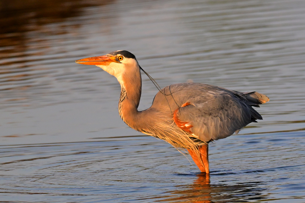 Great Blue Heron Great Blue Heron